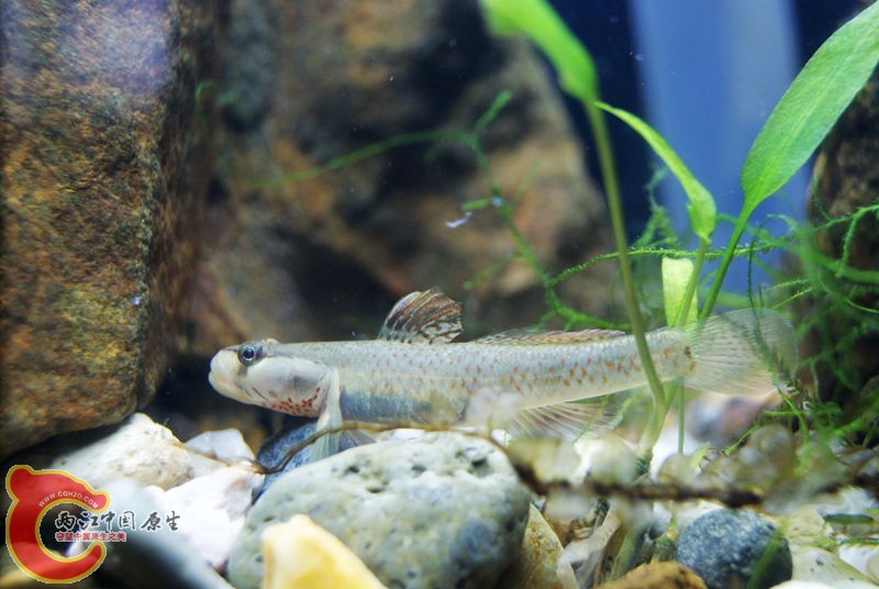 虾虎011.jpg