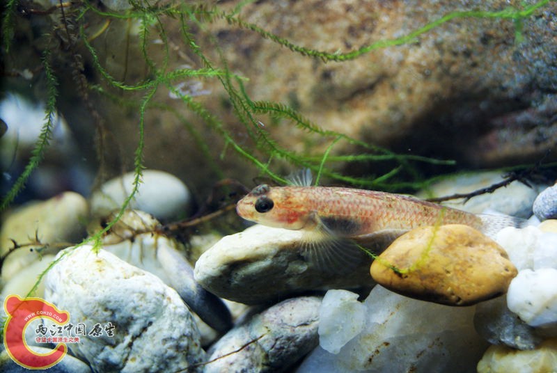 虾虎015.jpg