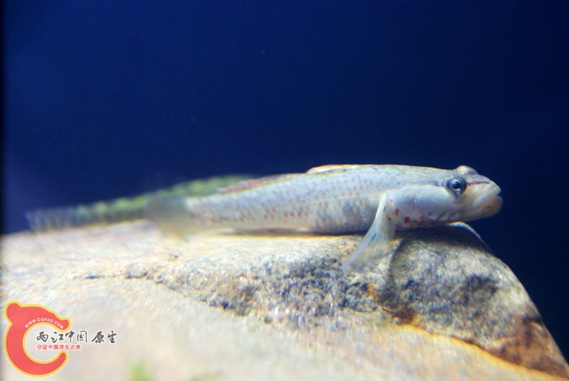 虾虎017.jpg