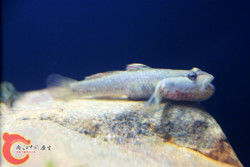 虾虎018.jpg