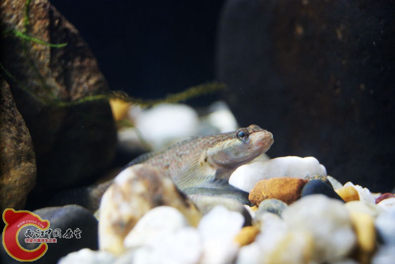 虾虎019.jpg