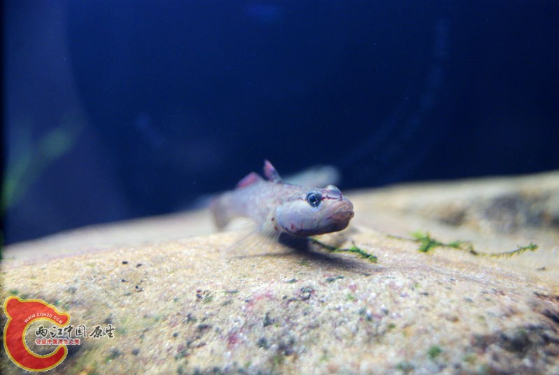 虾虎020.jpg