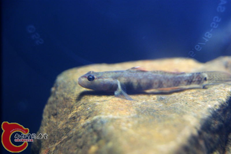 虾虎021.jpg