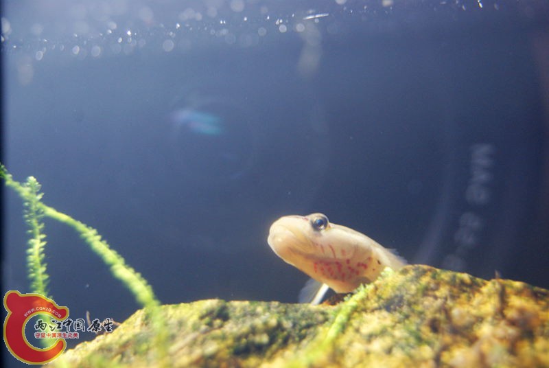 虾虎023.jpg