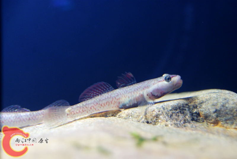 虾虎027.jpg