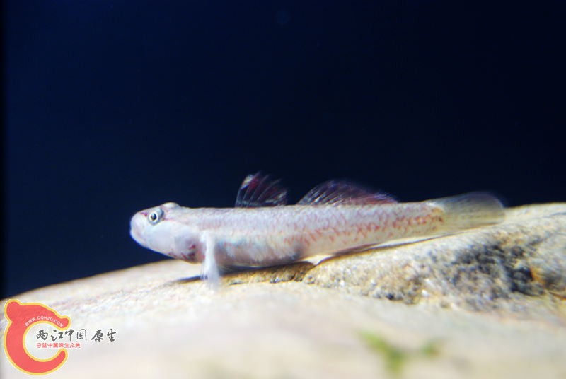 虾虎028.jpg