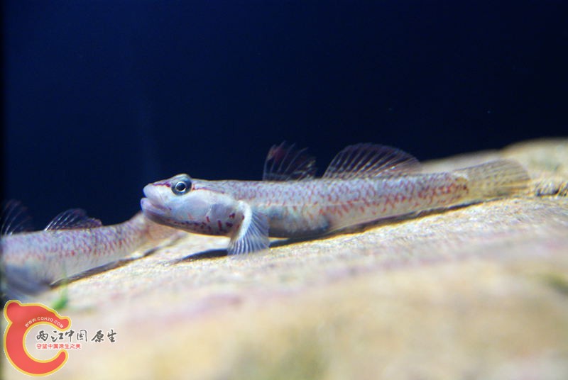 虾虎029.jpg