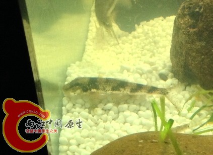 这是花骨科的吗？