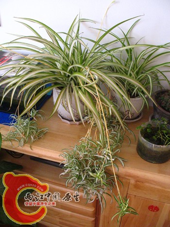 是叫金边吊兰吗