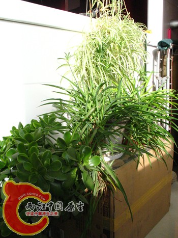 燕子掌1（深绿，叶子较小）