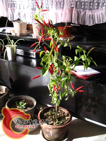 朝天椒，两年了