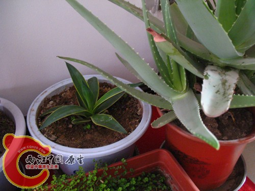 金边龙舌兰，张牙舞爪的芦荟