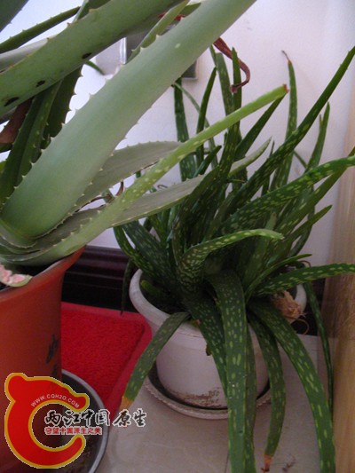 两种芦荟，求他们的学名