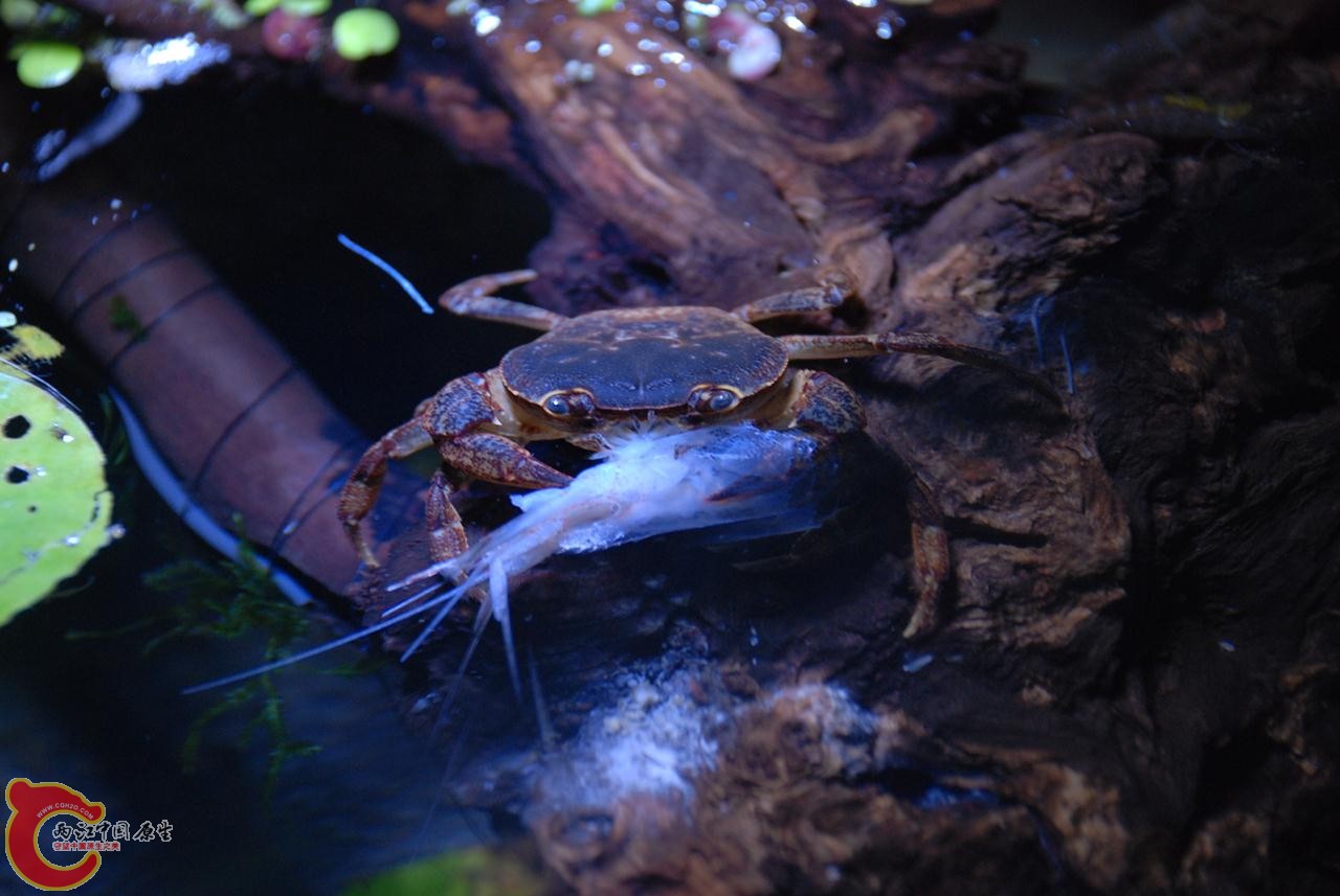 小溪蟹.JPG