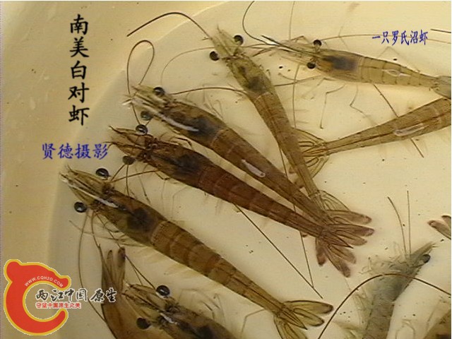 南美白对虾.jpg