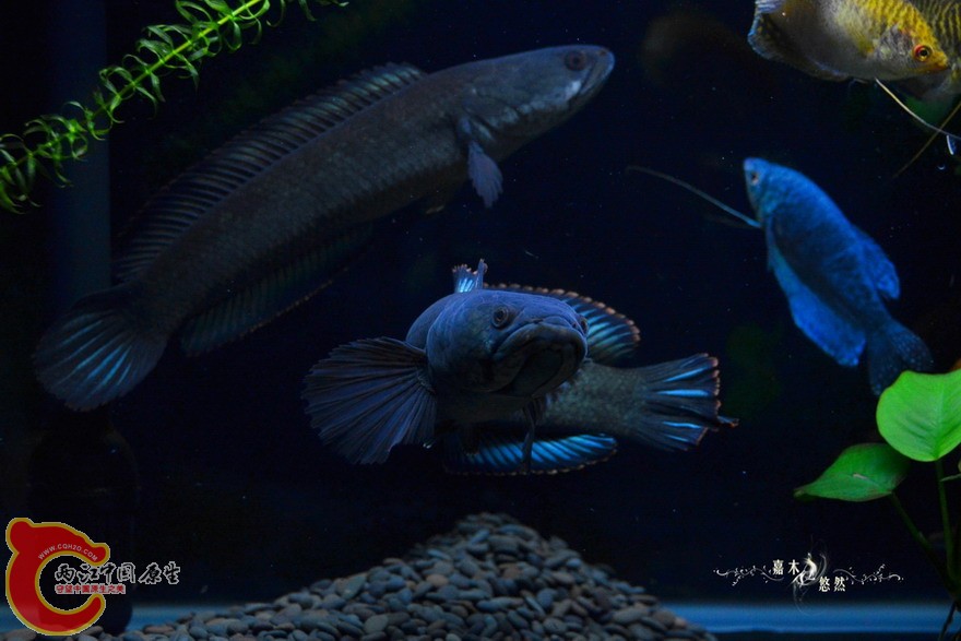 DSC_0742.jpg
