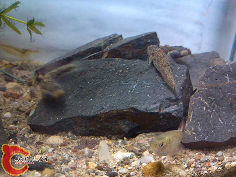 IMG_20130318_134350_副本.jpg