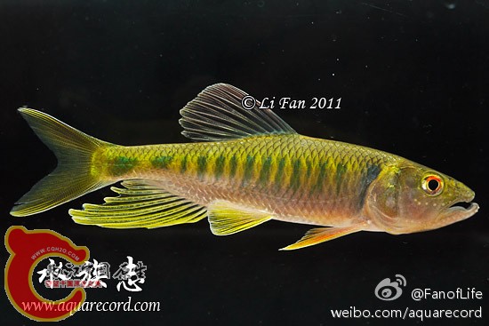 Opsariichthys hainanensis（海南马口鱲）.jpg