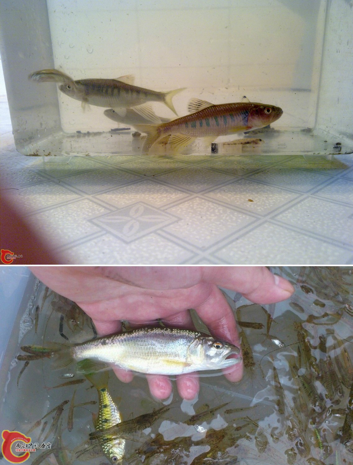 Opsariichthys minutus（小马口鱲）.jpg