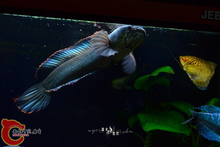 DSC_1063.jpg