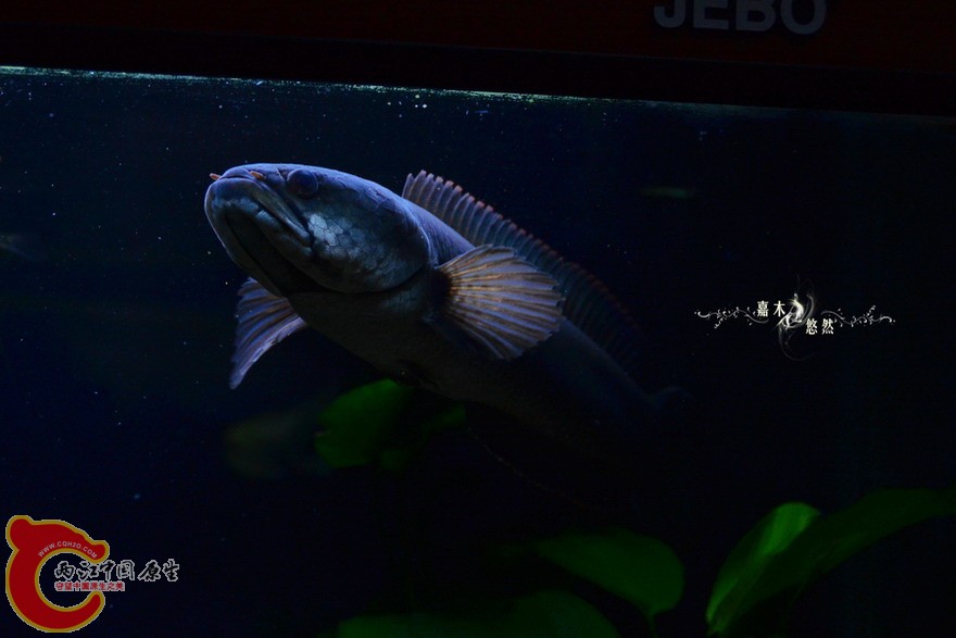 DSC_1170.jpg