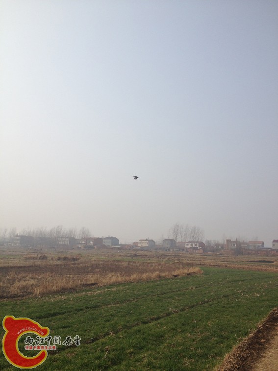 惊飞起来的野鸭