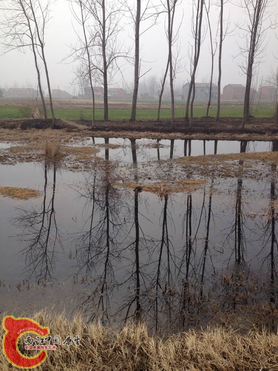 水草茂盛，圆尾的天堂