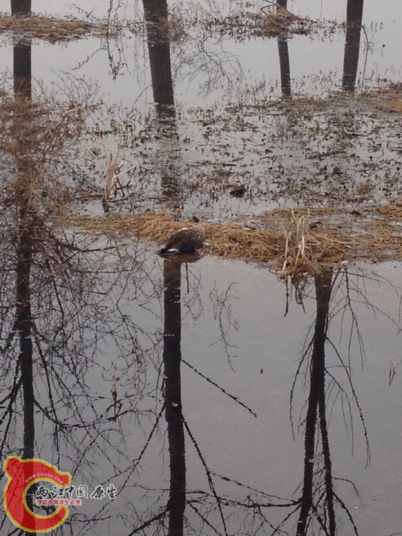 估计是被毒死的