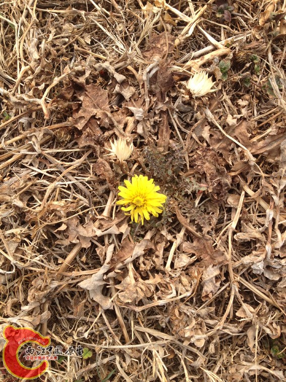 开放的蒲公英！