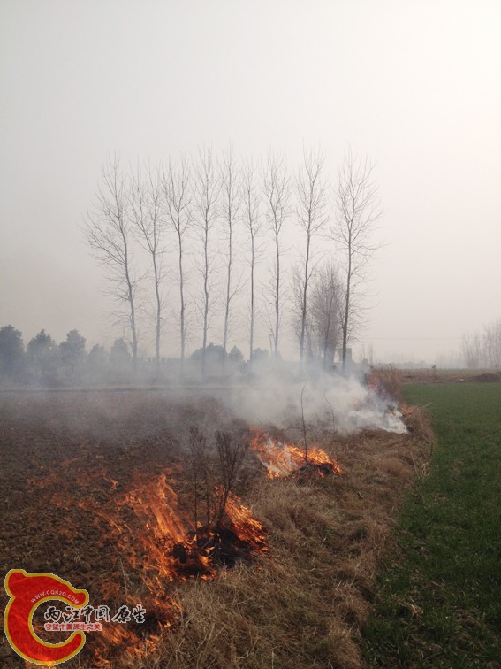 野火烧不尽，春风吹又生