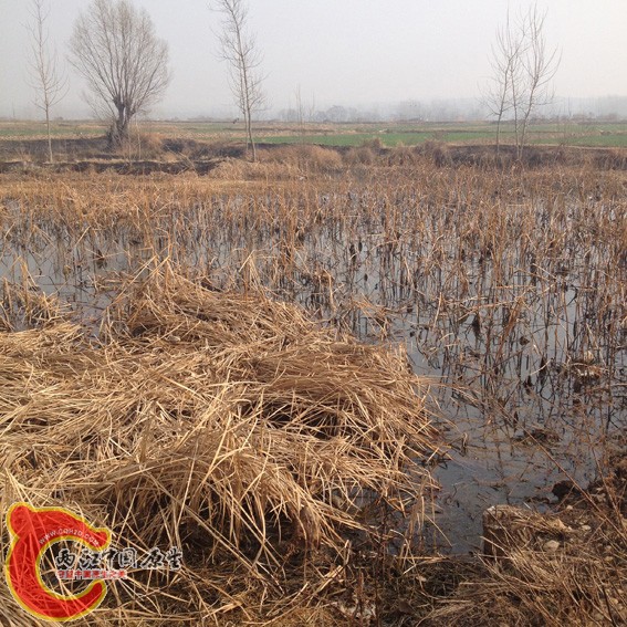 满池塘的枯荷叶，水鸟最好的掩护。