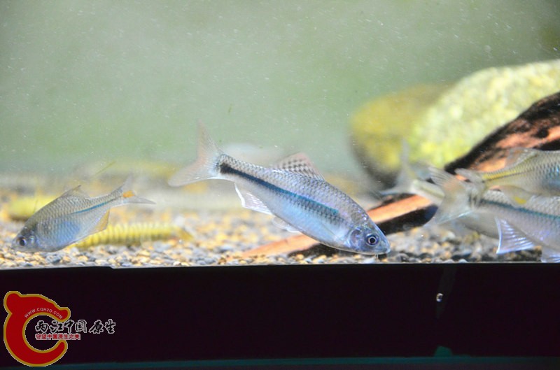 DSC_7827_副本.jpg