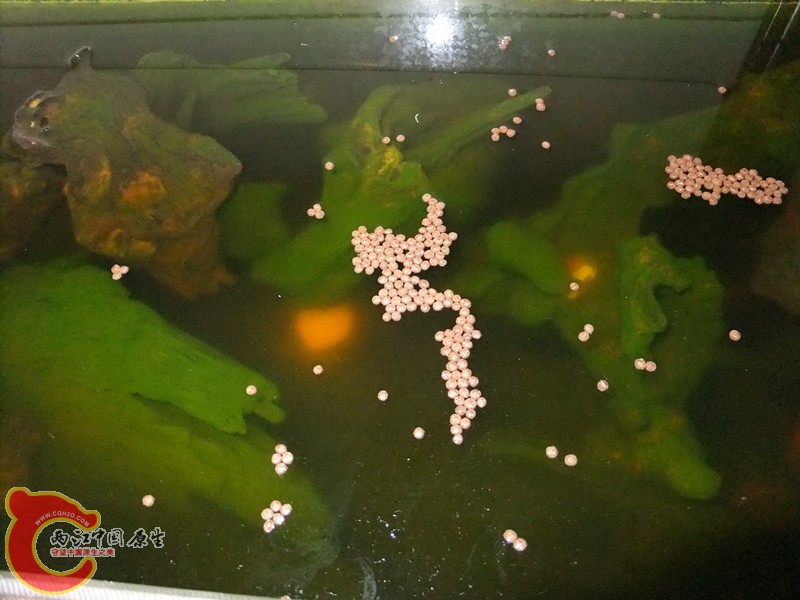 DSCF8336.JPG