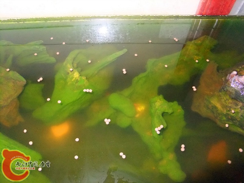 DSCF8343.JPG