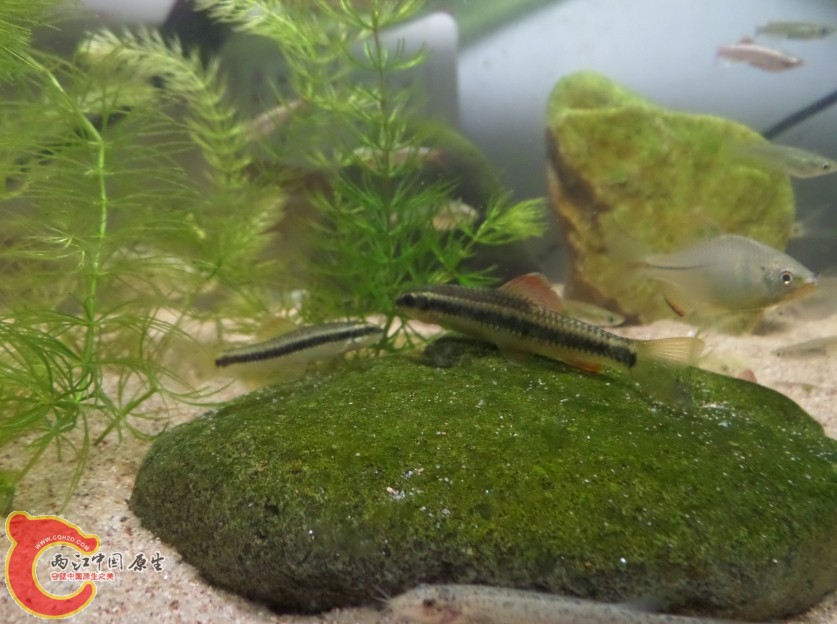 鰁.jpg