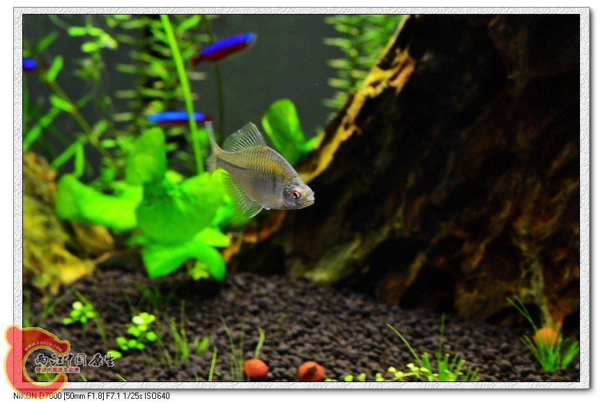 nEO_IMG_DSC_4524.jpg