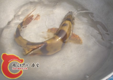 鳅2.jpg