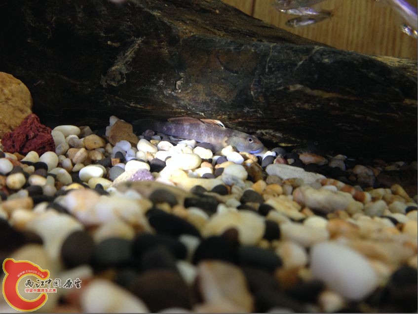 7D3$SD)P}5]0A4X76I@VU.jpg