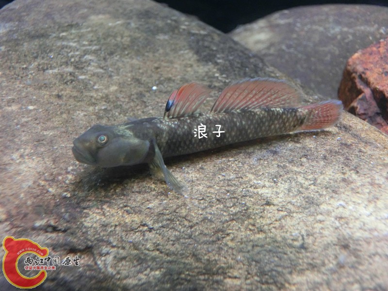 CIMG7091_副本.jpg