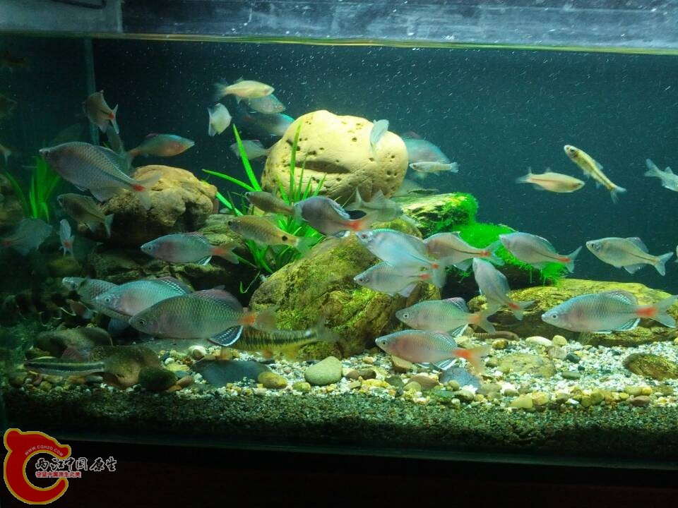 昨晚和兄弟夜采成果