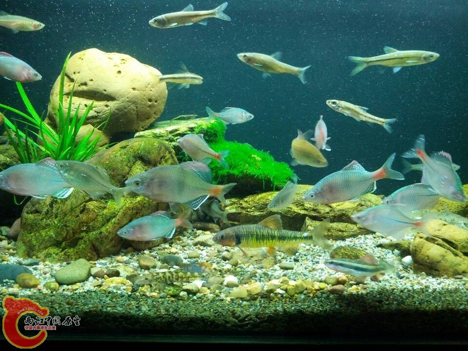 鳑鮍1.jpg