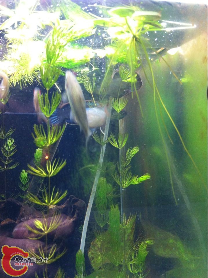 右上角那2条颜色非常艳老是在一起蹭来蹭去