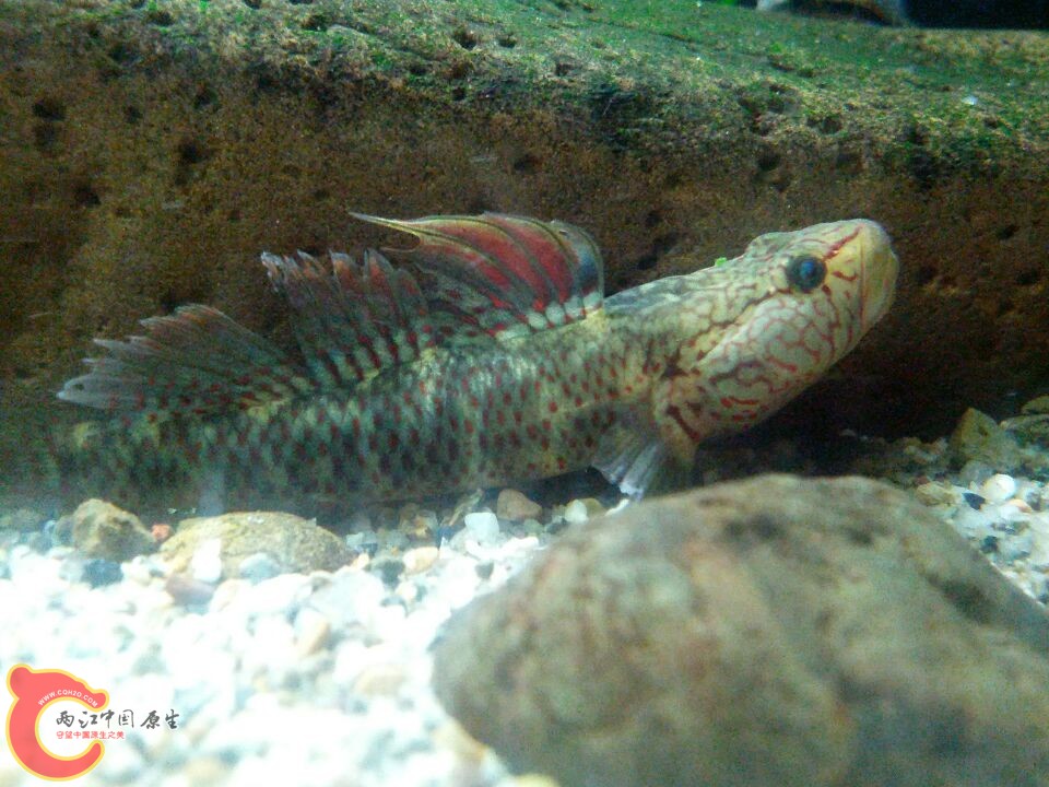 丝鳍22.jpg