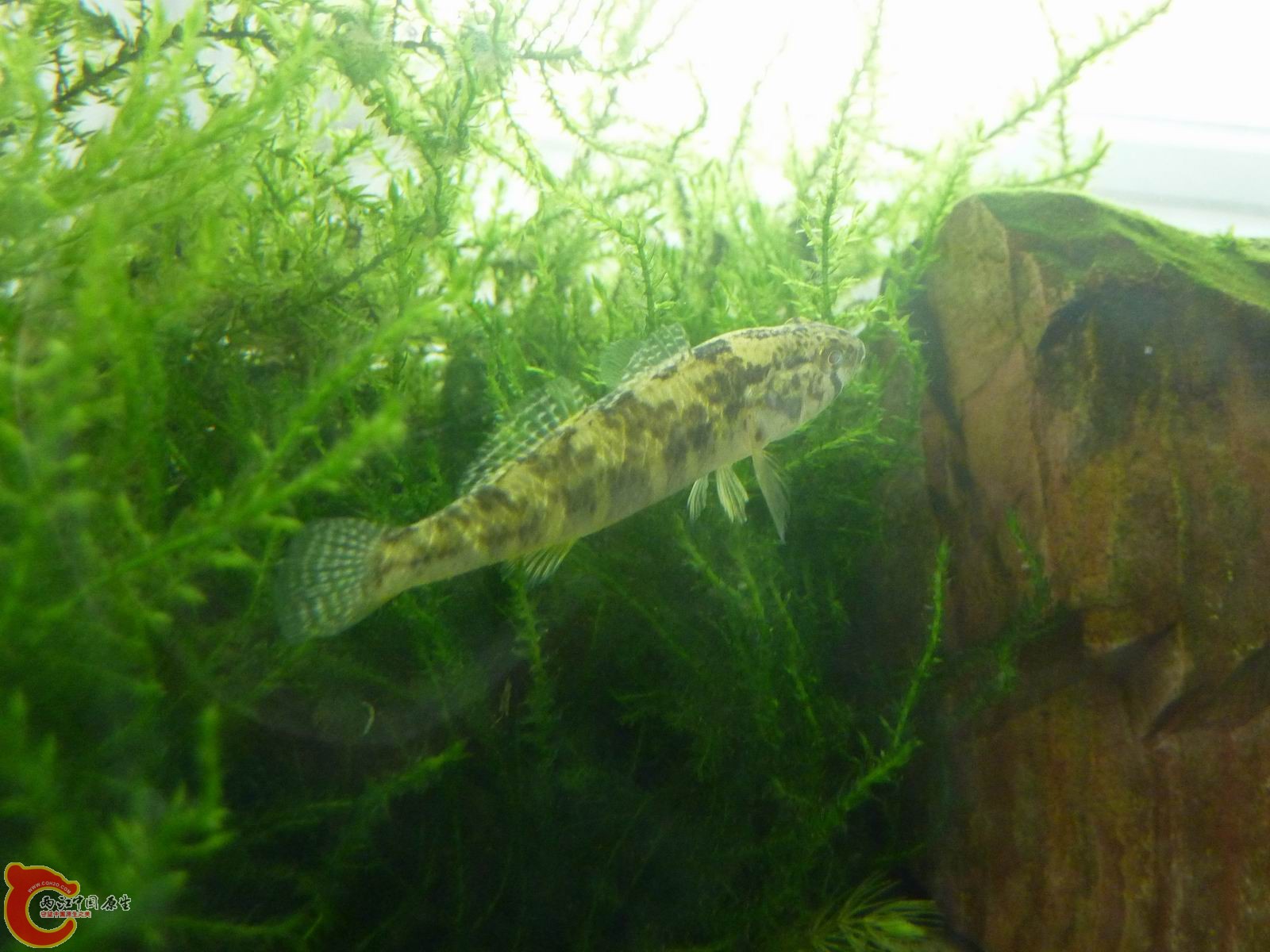 何种虾虎