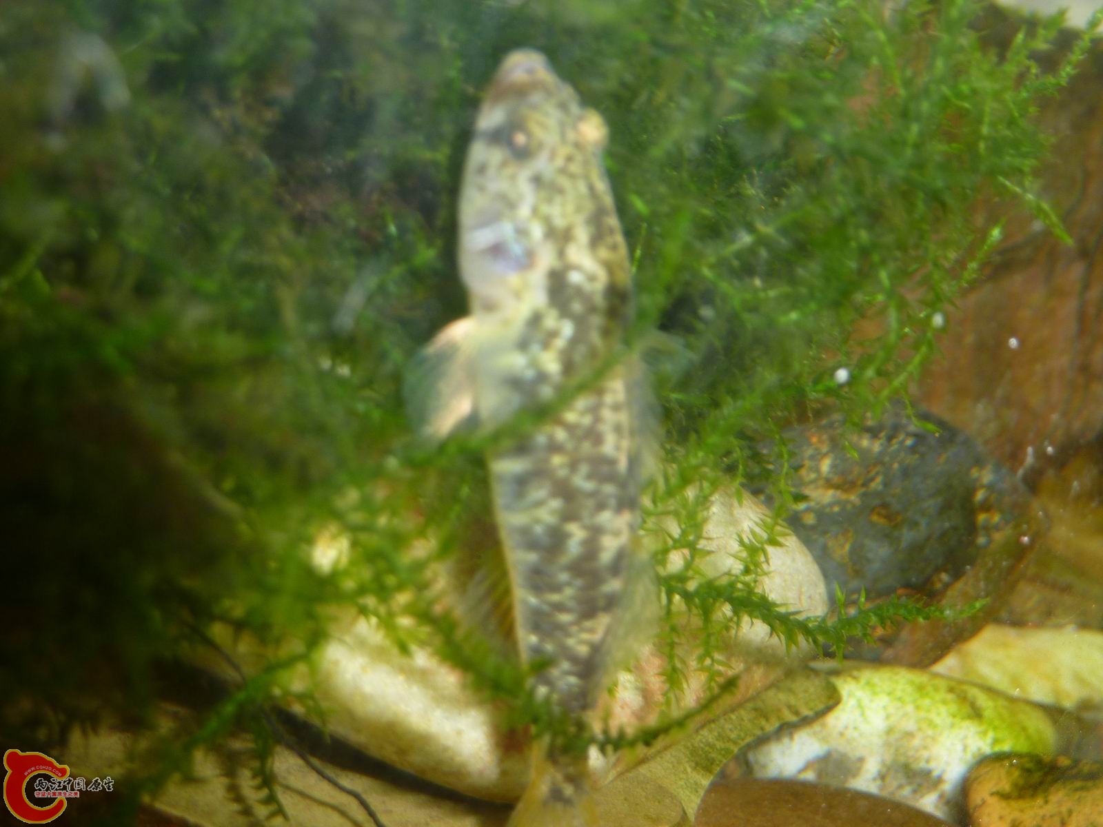 何种虾虎