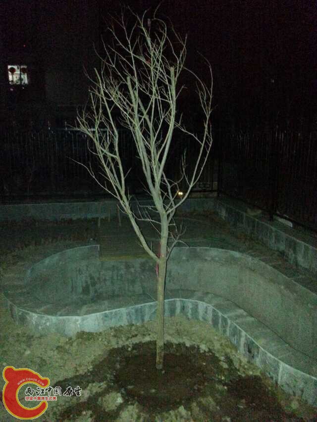 237295207.jpg