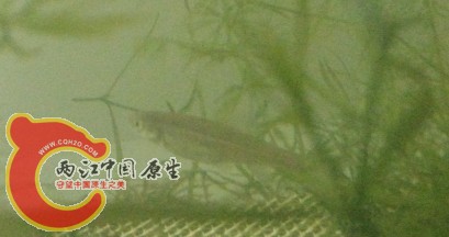 某岁