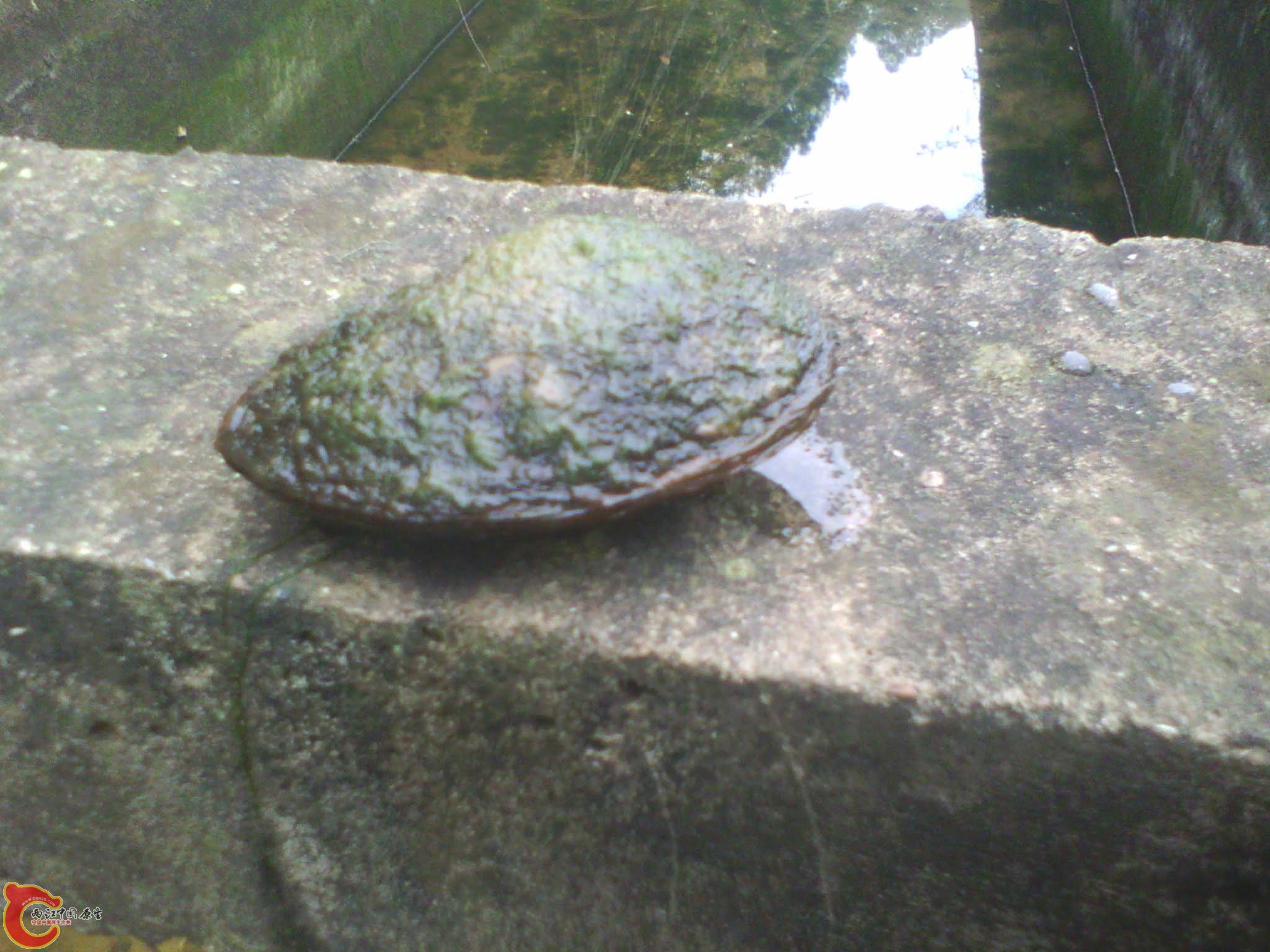 这个应该是可以用于鰟鮍繁殖的蚌了吧，以前鱼塘里超多，现在少了。这蚌都是直接躺在水渠水泥底板上的，外壳 ...
