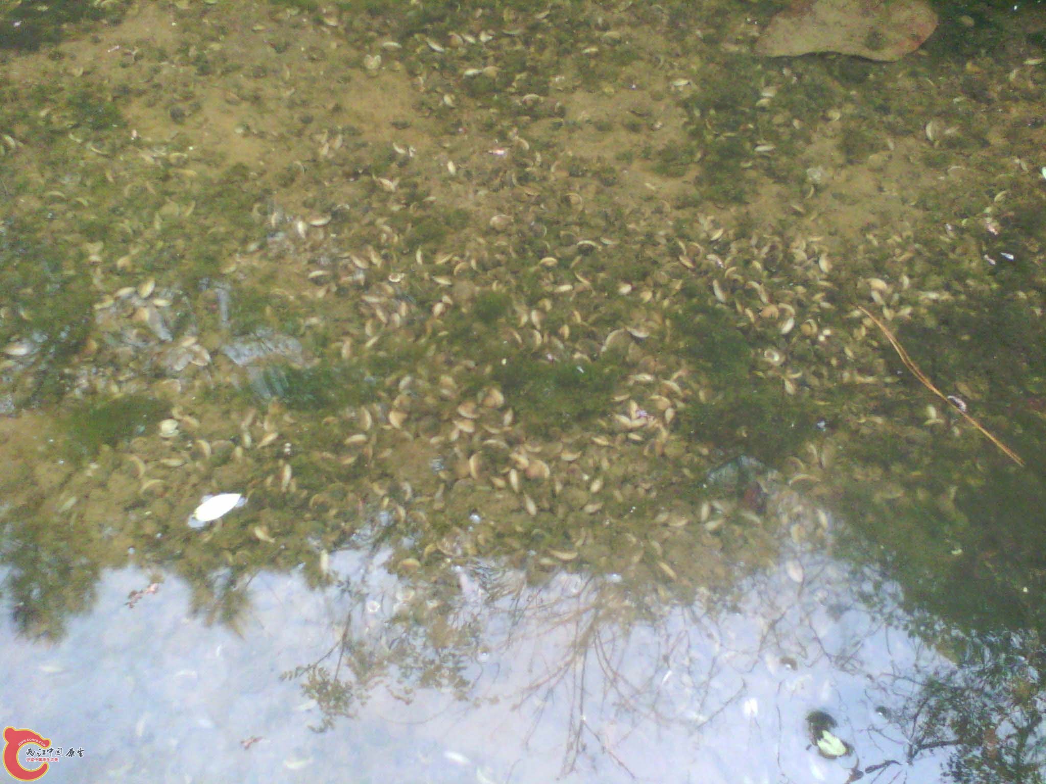 像这样一堆堆的超多，水渠的水只有小流动，水车没有放水。