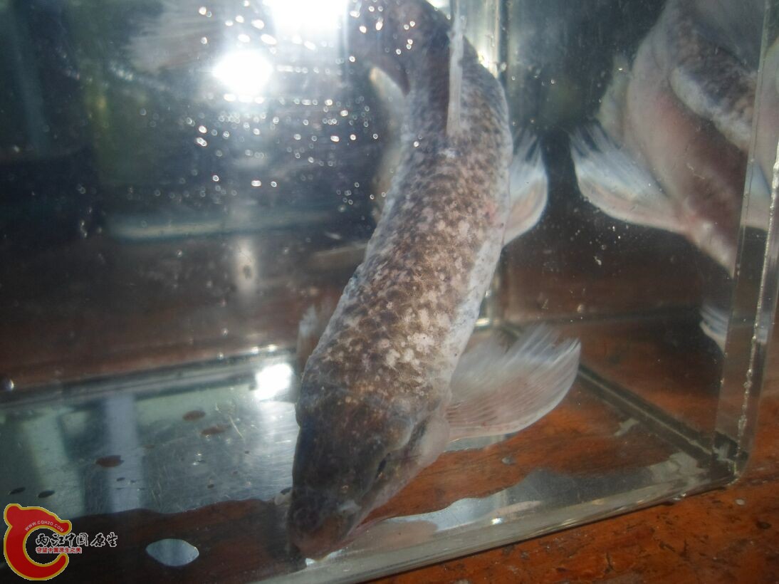 Longanalus macrochirous（大鳍长臀鲮） (29).JPG